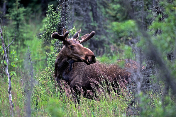 A young bull moose forages amid the woodlands of Campbell Tract, in Anchorage, Alaska. Moose, along with bear, wolf, and other mammals, make their home in the tract’s 730 acres, a natural area popular with outdoor enthusiasts.
Moose are the largest existing species in the deer family. Fully-grown males weigh up to 1,500 pounds and stand 7 feet high at the shoulder. Healthy animals can live up to 25 years. Feeding off plants and tree bark, the herbivores consume willows, birches and grasses by the pound.
Only males have antlers, which they shed during winter. They are used for dominance in the herd and to attract females during mating season.
Moose are plentiful in Alaska and although they have a passive demeanor and are generally tolerant of people from a distance, they can charge and attack.
