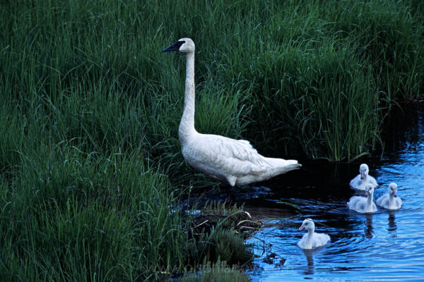 A trumpeter swan leads little ones carefully through the brush to feed in early morning along Alaska’s Denali Highway.  After the juveniles are a year old, they turn from gray to white.
The trumpeter swan is the largest and most rare swan in the world. Hunted to the brink of extinction by the early 1900s, trumpeter swan numbers are rebounding in Canada and Alaska.
 
