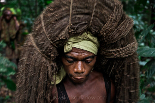 Pygmies catch blue duikers, a type of small antelope, when they set up hunting camps deep in the Ituri Forest. A Mbuti hunter carries a coiled net of twined liana bark, his most prized possession, on his head as he walks through the forest. Hunters drape nets between trees and flush antelope and other game toward them. Meat is exchanged with Bantu farmers for vegetables, grains, and other goods in an interdependent relationship.
From my journal:  The Bantu chief berates his pygmies for the lousy hunt yesterday when they only caught three blue duikers.  He says he consulted a wise man before they entered the jungle and the wise man told him one of the members of the hunting party was bewitched and that it was a woman who desired the hunt to go poorly and had thrown a spell on it.  He also tells them he needs the meat for the celebratory feast at the end of the nKumbi—the nKumbi boys are secluded off to the side in this deep forest camp. They have learned to slip into the woods alone and hunt with just a stick or a fish hook… all you hear is the swish of their grass ceremonial skirt.
The next morning there is a change of strategy—the chief’s wife goes out first to make the fire in the woods for the hunters to gather before the hunt—usually a man does this.  The women in the camp then wander from net to net, spitting on the nets for good luck… I’m sure they all feel obligated because the chief said “the bewitched” was a woman.  A normal hunt with two camps of pygmies should yield at least 10 blue duiker a day.
