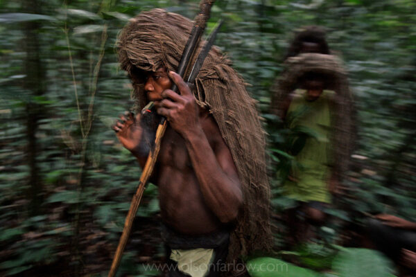 Net hunting Pygmy smokes marijuana or weed while walking to their hunting camp in the Ituri Forest, DR Congo.
National Public Radio reports that “about 70 percent of Aka men regularly use marijuana,” according to scientists at Washington State University in Vancouver in the American Journal of Human Biology. Besides giving pleasure, it may kill intestinal worms.
From my journal:  On the first hunt, they don’t catch anything.  Lightning is crackling over the hole in the forest over our heads, and a cool wind is starting to move through.  They cleared a spot for my tent where all the water will wash thru it…but now the only flat place to move the tent is right in the middle of all the pygmy campfires.  Pygmies expect a big rain and build a trench around the tent with machetes.  This is a surreal scene…I am in my tent, at night…and 70 pygmies with their cooking fires throw their shadows onto the tent walls.
