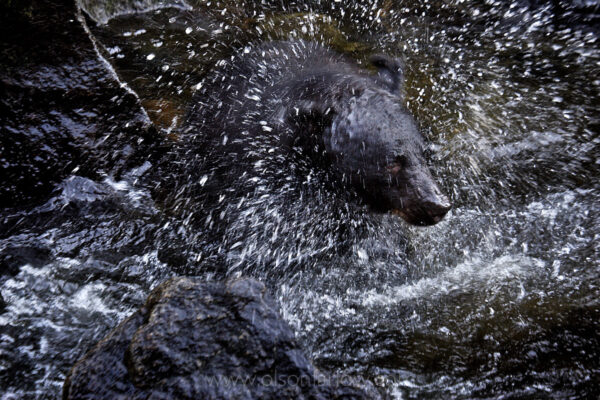 A black bear shakes water from his head while feeding on salmon in Anan Creek and hour from Wrangell, Alaska by boat onto the mainland.  It is an annual ritual for the bears to fatten up during the heavy run of fish that spawn in the summer.
