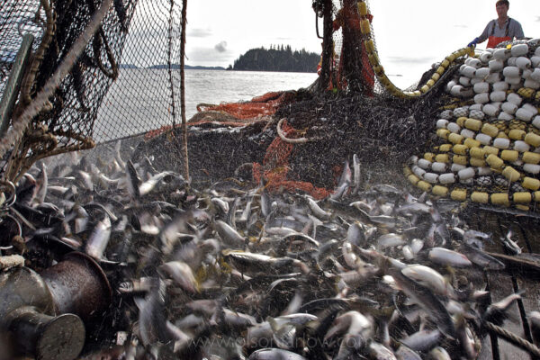 A family fishing operation lands about 1,000 salmon in the boat from a purse seine in waters near Craig, Alaska.
Alaska’s fisheries are some of the richest in the world, with fishermen harvesting hundreds of millions of dollars’ worth of salmon, crab, herring, halibut, pollock, and groundfish every year. However, overfishing, exploitation, and poor fisheries management in the ‘40s and ‘50s took a heavy toll on the industry. The state adopted drastic measures that saved the fishing industry from collapse. Tough times again hit the fishermen in the 1970s as the number of boats grew and increasingly efficient gear depleted catch levels to record lows.
Permit systems and reserves helped the commercial industry recover in the late ‘70s—a trend that has continued to the present because of cooperation between scientists and fishermen.
Fishermen and loggers rank in the top two spots for most dangerous jobs. Both are common lines of work for people in the Alaskan outdoors. Since the Bureau of Labor Statistics began tracking fatal occupational injuries in 1980, there were 4,547 fatal work injuries in 2010, and fatality rates of some occupations remain alarmingly high.
