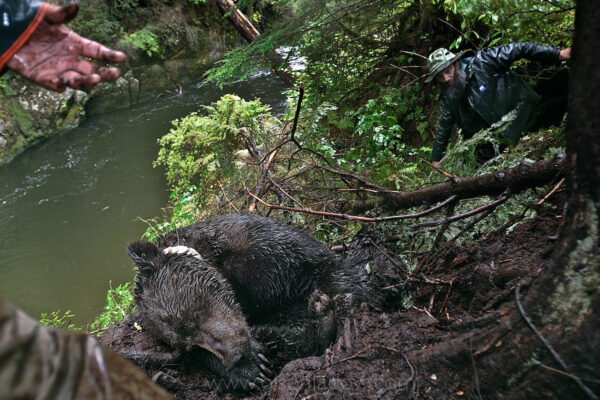 A tranquilized brown bear creates a problem for researchers Rod Flynn and Lavern Beier of Alaska Department of Fish and Game. They darted the 16-year-old male in Kingsburg Creek while doing studies on grizzly bear range and habitat in southeast Alaska near the Canadian border. The 600-pound males slipped down the edge of a muddy embankment and was too heavy to move. With only a short time to work before the bear is revived, the two men took their research notes and then quickly built the bear a nest of branches so he wouldn’t fall into the creek when waking.
Brown bears are one of the special features of the Tongass. The decline in the range and numbers in the lower 48 states has heightened management concern and an increased interest in habitat-related studies. It is believed that brown bears avoid clearcuts and are more often found in riparian old growth, wetlands, and alpine/subalpine habitat because of more nutritious foraging and better cover.
