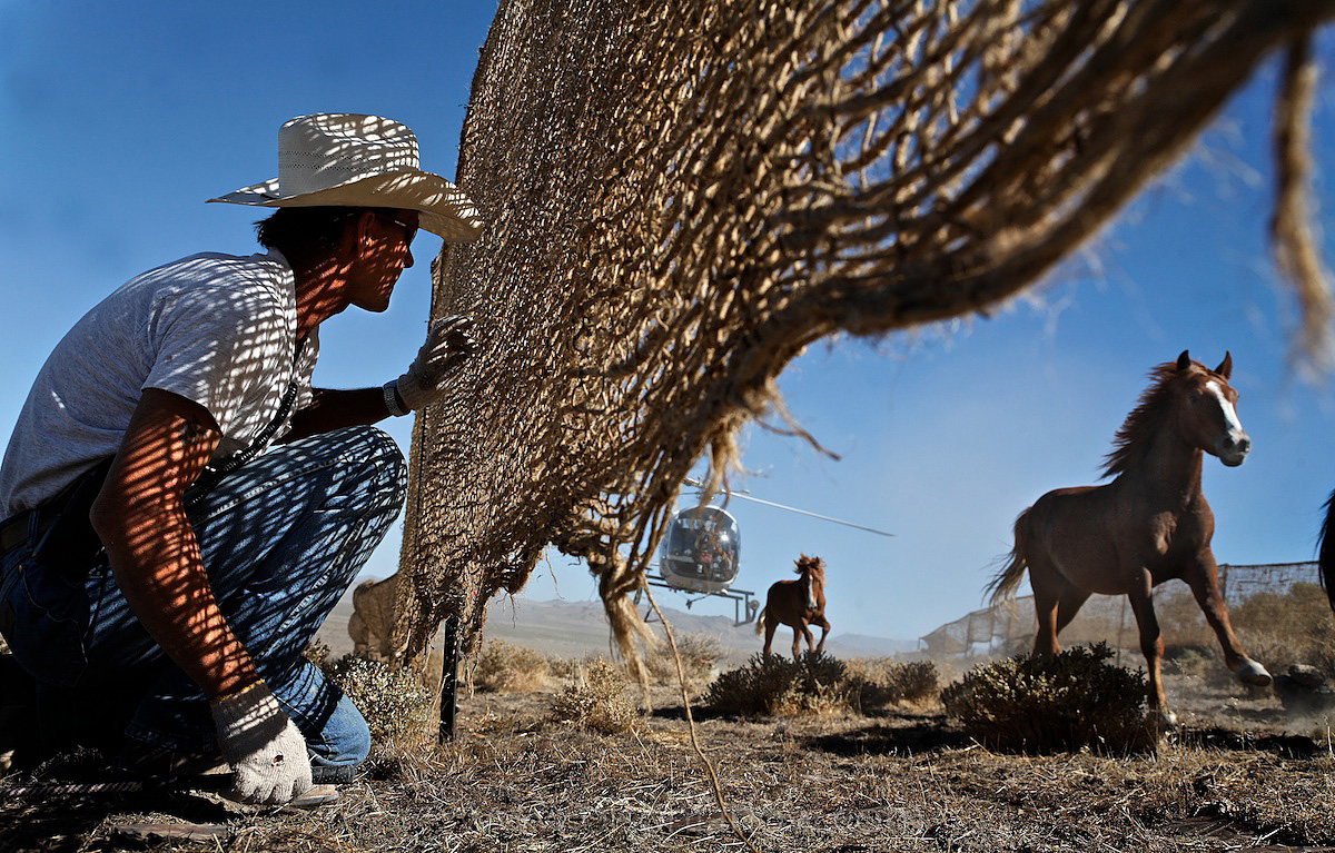 Bureau of Land Management, Wild Horse Gather,