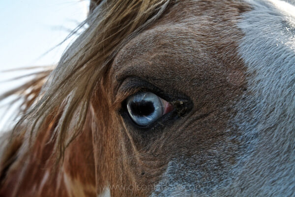 A wild, blue-eyed mare stares with wariness and curiosity. Horses have a well-developed fight or flight instinct and their first response to a threat is to flee. This horse is a descendant of the Catnip Wild Horse Herd that consists of paints and palominos with blue eyes, which were bred for the American Cavalry in the 1800s. The first use of horses for warfare occurred 5,000 years ago.
 

