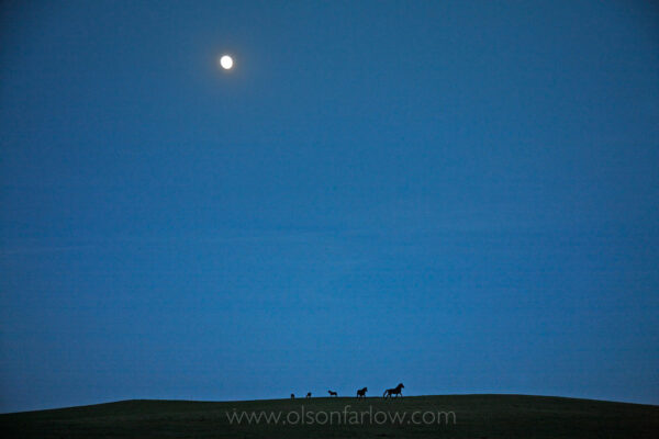 A full moon illuminates a band of illusive wild horses as they crest a hill on western lands. Small families travel together, sleeping only three or four hours at night, always alert for danger. Darkness comes late over the White Sands Herd in South Dakota.
ISPMB is the oldest wild horse organization in the country. Wild Horse Annie (Velma Johnston) was the first president. Annie, along with Helen Reilly, worked for the passage of the 1971 Wild Horses and Burros Act to protect horses from slaughter and inhumane treatment.
 
