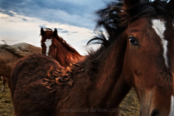 A curious yearling approaches a bit warily, but followed by another horse, both are wind-blown and shedding shaggy winter coats as spring arrives in South Dakota. Although watchful, the horses’ ears are forward showing interest and openness. Horses are very social creatures, and the youngsters play fight and gallop showing little fear as they test themselves. They quickly learn the hierarchy that evolves among members of a wild horse herd.
 
