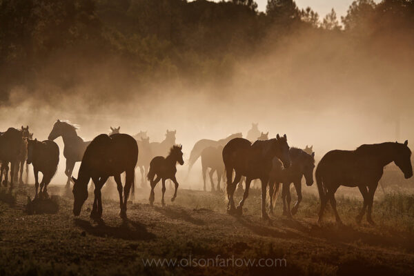Dust rises in dry summer heat as a herd of wild horses moves to the waterhole in northern California. The alpha mare decides when the herd will go, but social hierarchy determines the order in which groups of horses will drink. A young foal spritely walks in the center of the herd protected from predators.
In the wild, a horse can survive by filling up on water just once every other day.  A thousand pound horse, however, can consume approximately 10 gallons of water in a single day. Drought and wild land fire place pressures on the wild horse that competes for resources with wildlife and cattle in the West.
