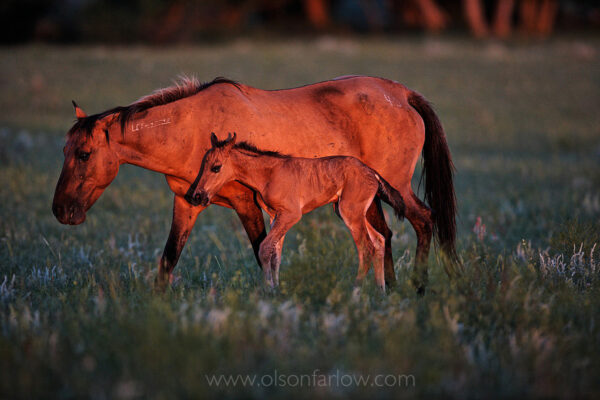 Born under the cover of night, a newborn foal takes his wobbly first steps beside his mother, a mustang who keeps her eye on the nearby horse herd. The freeze brand on her neck indicates the mother was a wild horse who was captured by the Bureau of Land Management before she was moved to the South Dakota prairie.
Baby horses are born after a gestation period of approximately 11 months.  Birth takes place quickly and usually at night, consistent with other prey animals. Foals are born with the ability to escape from predators. A foal can stand and nurse in the first hour after it is born, and can trot and canter within hours. A newborn foal’s legs are nearly as long as that of an adult horse.
