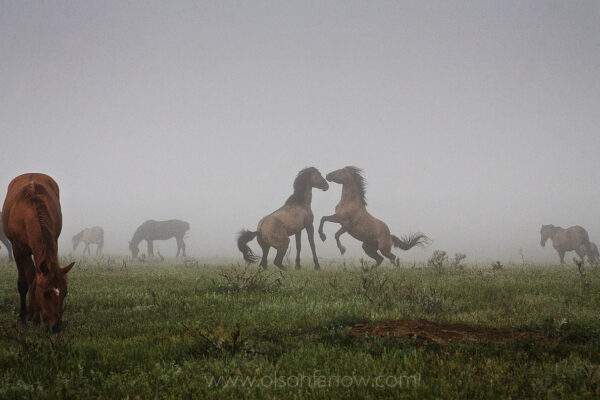 The thick blanket of fog makes it difficult for the harem stallion to keep a watchful eye over his band. A stud challenged the dominant stallion, trying to steal mares and to take advantage of the confusion brought by the weather. Sometimes studs in a bachelor band will work together to outwit the dominant stallion.
The wild horse herd grazes in a South Dakota prairie.
