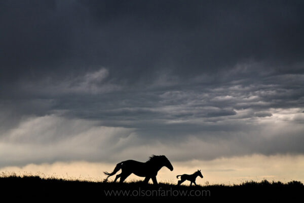 Steel-gray storm clouds create a dramatic backdrop for a mare and young foal as they crest a hill in a gallop across plains in South Dakota. The wild horses run from the thunder as the fight or flight instinct kicks in to save them from danger.
 
