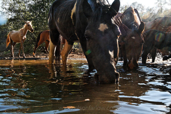 Summer heat brings horses to water on a trek once a day as the herd travels to drink at the waterhole. Bands are led by a mare that is dominant in the hierarchy of the herd. She is called the “dominant mare,” the “lead mare” or “alpha mare.”
A thousand pound horse needs about 10 gallons of water daily. Generally a healthy horse cannot survive more than 7 days without water, and may well develop impaction colic going even 24 hours without water.
The camera was set off by a remote to capture wild horse behavior in a natural setting, although the sound of the shutter draws this curious horse closer for a good look.
 
