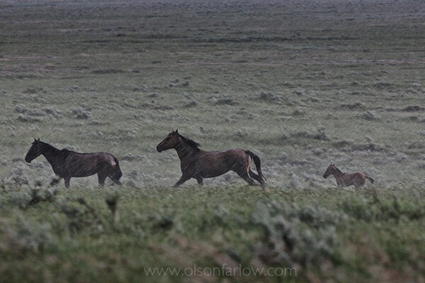 Strong winds blow rain from a storm cloud that violently erupts with loud claps of thunder that sends a band of horses running for safety. The young foal runs behind, following her mother and another mare.
The wild horse herd nervously watched as a storm approached in central South Dakota. When lightning and thunder began, they galloped to a far away fence where they could go no further. The fight or fright instinct of behavior is strong for horses to panic and flee when they sense danger.
 

