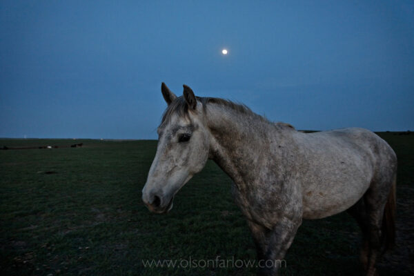 A ghostly white horse appears out of the darkness in the early evening illuminated by a full moon. The White Sands herd in South Dakota includes multi-colored horses, but they also a rare gaited gene.
Horses sleep only a few hours a night and are alert for danger, however, ears forward  is an alert and attentive sign, often showing happiness or curiosity. Body language is the predominant means of communication for the horse. They use ear position, neck and head height, movement, and foot stomping or tail swishing to communicate with each other.
 
 
 
