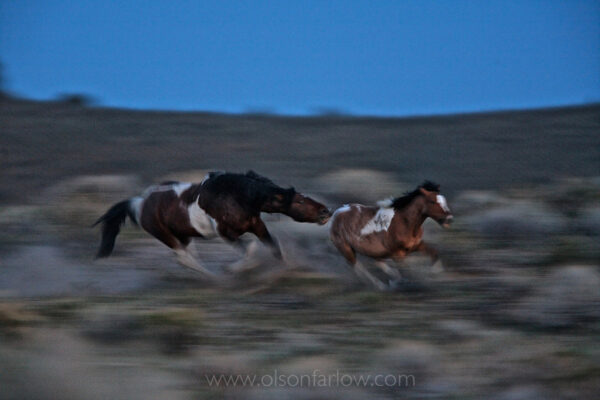  As evening slips into darkness, a stallion chases a maturing colt from the band in South Steens Mountain in the high desert near Frenchglen, Oregon. As young studs mature, they begin to challenge stallions for dominance and show interest in the mares as they come into season. It is believed that the young males are driven away at this point, to prevent a challenge as well as inbreeding. If aggressive enough, a young stud may find a mare to mate with and they will begin their own band. More often, the stud joins up with other males to form a bachelor band.
