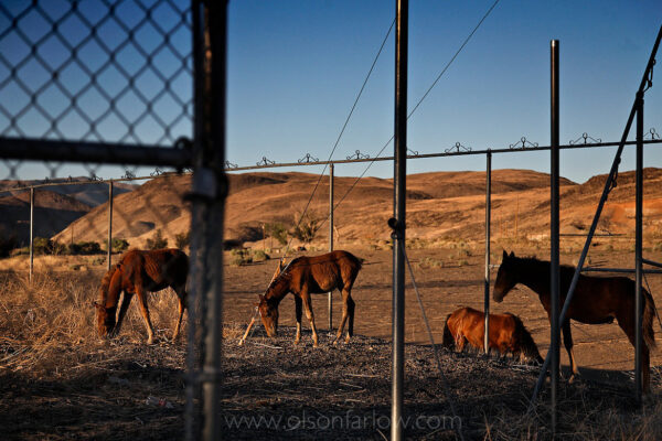 Hungry wild horses forage at an abandoned industrial site a few miles east of Reno, Nevada. Mustangs are protected by law and are assigned herd management areas. Increased pressures on public lands make the American West more fenced and water and food sources even more rare. Wild horses can be found in desolate places like this, just trying to survive.
Photograph was featured in the National Geographic magazine story on Wild Horses.
