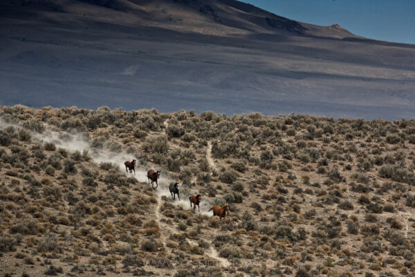 Wild horses create a cloud of dust as they run across dry, sagebrush-covered land. Trails mark paths the horses follow in their trek through the barren desert of the Jackson Mountains searching for water and food.
Nearly half the wild horses in the U.S. live in Nevada where they compete for food, water and territory with cattle, other wildlife, and oil gas and mineral exploration. Drought and wild land fire place greater pressures on the scrappy herd that survives on little to nothing.
Photograph was published in article on Wild Horses in National Geographic magazine.
 
